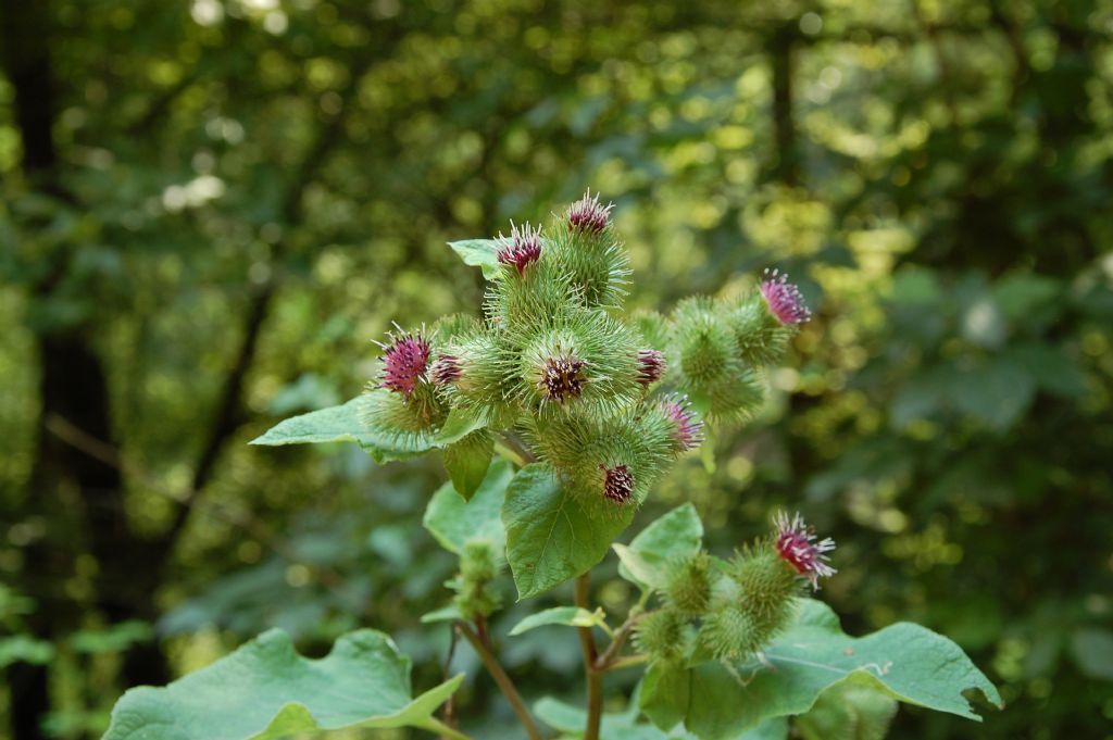 Arctium minus / Bardana minore